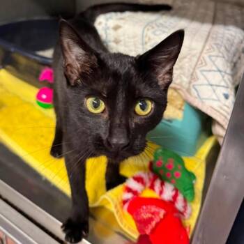 Drake -  Domestic Short Hair Cat for Adoption in Edwardsville, Illinois - Drake | PetCurious