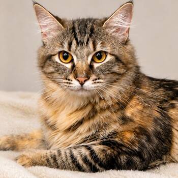 Farrah C26-236 -  Domestic Long Hair Cat for Adoption in Lebanon, Tennessee - Farrah C26-236 | PetCurious
