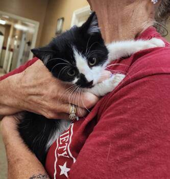 Lovey -  Domestic Short Hair Cat for Adoption in Great Bend, Kansas - Lovey | PetCurious