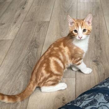 Rescue Domestic Short Hair Cats for Adoption in Pleasanton, California - Spartacus | PetCurious