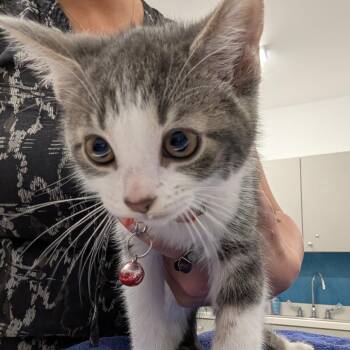 Melo -  Domestic Short Hair Cat Available for Adoption in Winston-salem, North Carolina - Melo | PetCurious
