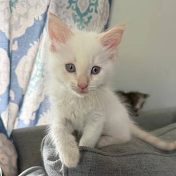 Clover II 26-042 -  Domestic Short Hair Cat for Adoption in Little Rock, Arkansas - Clover II 26-042 | PetCurious