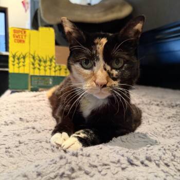 Kiska -  Domestic Short Hair Cat for Adoption in Agoura Hills, California - Kiska | PetCurious