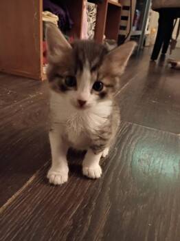 Tabby Cats Available for Adoption in San Antonio, Texas - Smokey | PetCurious