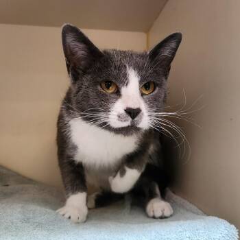 Rescue Domestic Short Hair Cats for Adoption in Murray, Utah - Minnie | PetCurious