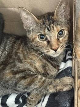 Poliwag -  Domestic Short Hair Cat for Adoption in Westland, Michigan - Poliwag | PetCurious