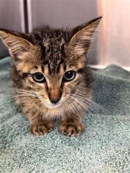 LEXINGTON -  Domestic Short Hair Cat for Adoption in Corpus Christi, Texas - LEXINGTON | PetCurious