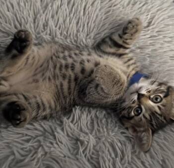 Ford -  Domestic Short Hair Cat for Adoption - Ford | PetCurious