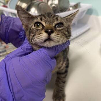 Lucy -  Domestic Short Hair Cat for Adoption in Charleston, West Virginia - Lucy | PetCurious