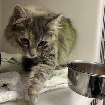 Domestic Long Hair Cats Available for Adoption in Harrisonburg, Virginia - 70774 | PetCurious