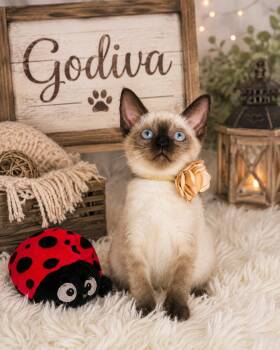 Godiva -  Siamese Cat for Adoption in Tavares, Florida - Godiva | PetCurious