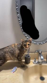 Rescue Tabby Cats for Adoption in Huntington, New York - Priscilla | PetCurious