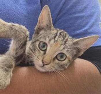 A887729 -  Domestic Short Hair Cat for Adoption in Camarillo, California - A887729 | PetCurious