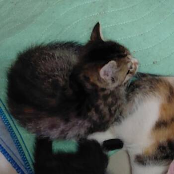 Buttermilk -  Domestic Short Hair Cat for Adoption in Incline Village, Nevada - Buttermilk | PetCurious
