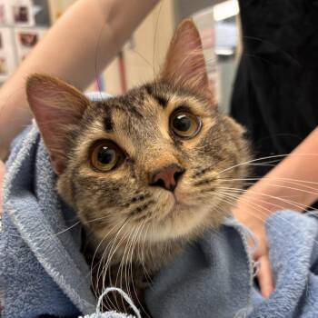 Franky the 3rd -  Domestic Long Hair Cat for Adoption in Murray, Utah - Franky The 3rd | PetCurious