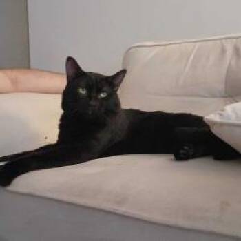 Stinky -  Domestic Short Hair Cat for Adoption in Chicago, Illinois - Stinky | PetCurious