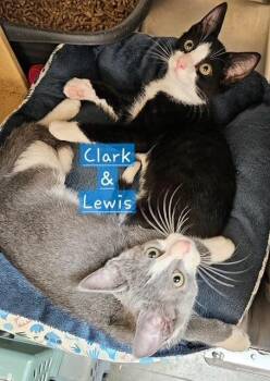 Lewis -  Domestic Short Hair Cat for Adoption in Covington, Louisiana - Lewis | PetCurious
