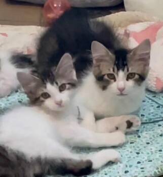 Chase -  Domestic Medium Hair Cat for Adoption in Westfield, New York - Chase | PetCurious