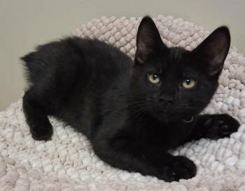 Domestic Short Hair Cats Available for Adoption in Fremont, Ohio - Mowgli | PetCurious