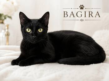 BAGIRA -  Domestic Short Hair Cat for Adoption in Lucas, Texas - BAGIRA | PetCurious