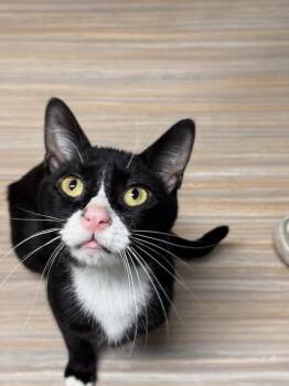 Domestic Short Hair Cats Available for Adoption in Plymouth, Michigan - Regulus | PetCurious