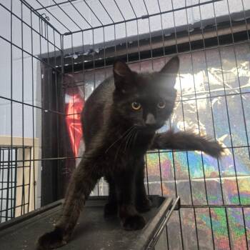 Jack -  Domestic Medium Hair and Domestic Short Hair Cat for Adoption in TIMBERCRK CYN, Texas - Jack | PetCurious