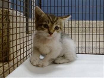 Domestic Short Hair Cats Available for Adoption in Doral, Florida - GONZO | PetCurious