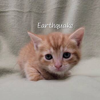 Earthquake -  Domestic Short Hair Cat for Adoption in Parkersburg, West Virginia - Earthquake | PetCurious