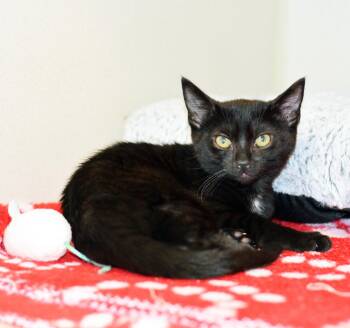 MIDNIGHT -  Domestic Short Hair Cat for Adoption in San Clemente, California - MIDNIGHT | PetCurious