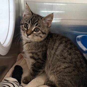 Rescue Domestic Short Hair Cats for Adoption in Cedaredge, Colorado - Hartley | PetCurious