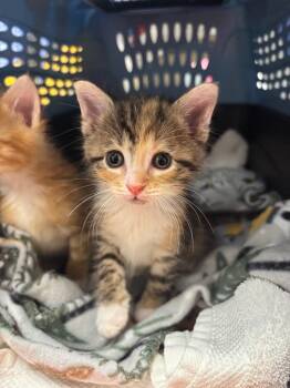 Volcano Roll -  Calico Cat for Adoption in Liverpool, New York - Volcano Roll | PetCurious
