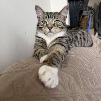 Domestic Short Hair Cats Available for Adoption - Cornflake  | PetCurious