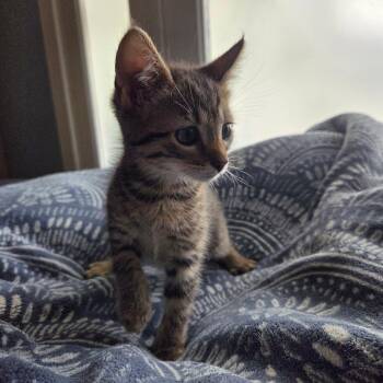 Domestic Short Hair Cats Available for Adoption in Brea, California - Aioli | PetCurious