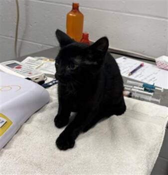 SHADOW -  Domestic Short Hair Cat for Adoption in Indianapolis, Indiana - SHADOW | PetCurious