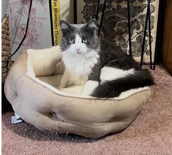 J.J -  Domestic Long Hair Cat for Adoption in San Diego, California - J.J | PetCurious