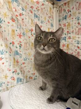 Domestic Short Hair Cats Available for Adoption in INDN HBR BCH, Florida - Gloop | PetCurious