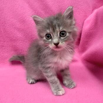 Ferry -  Domestic Medium Hair Cat for Adoption in Jupiter, Florida - Ferry | PetCurious
