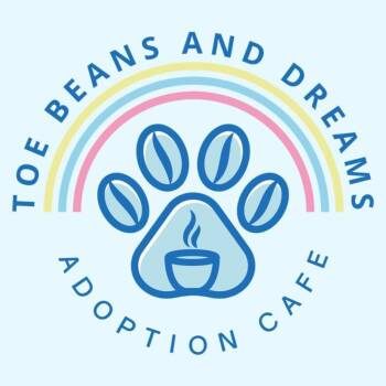 Rescue Tabby Cats for Adoption in Aiea, Hawaii - Koa | PetCurious