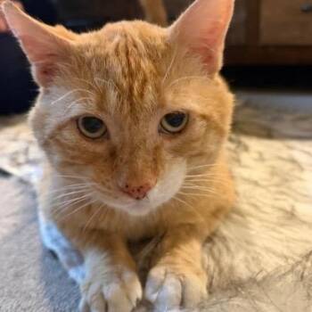 American Shorthair Cats Available for Adoption in Union City, New Jersey - Misho | PetCurious