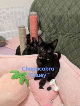 Rescue Domestic Short Hair Cats for Adoption in Champaign, Illinois - Chupacabra | PetCurious