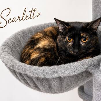 Scarlett C26-237 -  Domestic Short Hair Cat for Adoption in Lebanon, Tennessee - Scarlett C26-237 | PetCurious