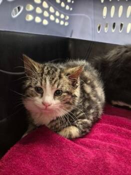 Rescue Domestic Short Hair Cats for Adoption - MUGGER | PetCurious