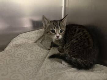 Domestic Short Hair Cats Available for Adoption - GEORGINA | PetCurious