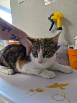 ZeZe -  Domestic Short Hair Cat for Adoption in Bolivar, Missouri - ZeZe | PetCurious