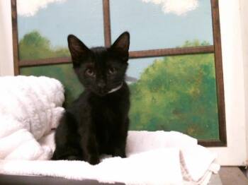 Domestic Short Hair Cats Available for Adoption in Houston, Texas - LARA | PetCurious