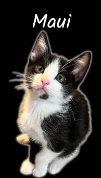 Rescue Domestic Short Hair Cats for Adoption in Auburn, California - Maui | PetCurious