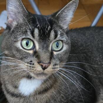 Bebe -  Domestic Short Hair and Mixed Breed Cat for Adoption in Chicago, Illinois - Bebe | PetCurious