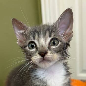 Rescue Domestic Medium Hair Cats for Adoption in Lantana, Texas - Acker | PetCurious