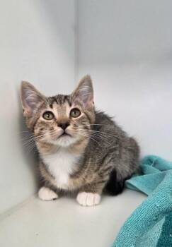 Bloom -  Domestic Short Hair Cat for Adoption in Delson, Quebec - Bloom | PetCurious