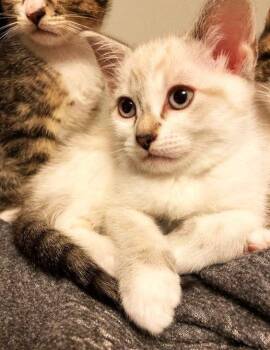 Rescue Domestic Short Hair and Siamese Cats for Adoption in Sidney, British Columbia - Sprout | PetCurious